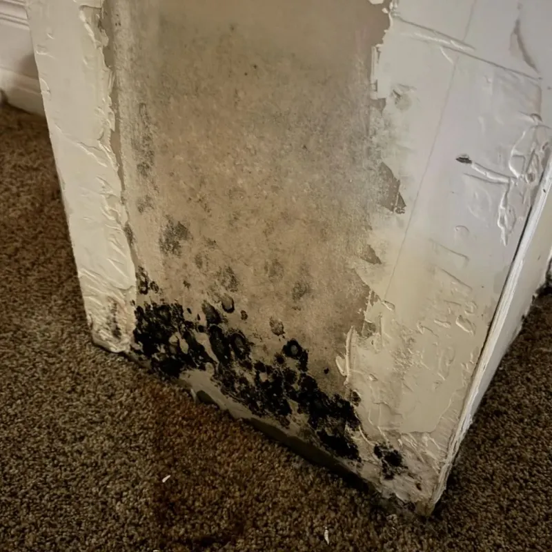 Professional Mold Removal in Woodland, CA